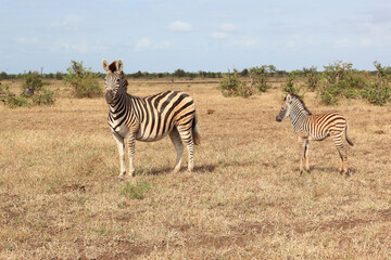 Steppenzebra / Burchell's zebra / Equus quagga burchellii..