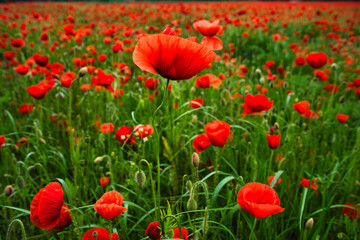 Beautiful red poppy field in late spring