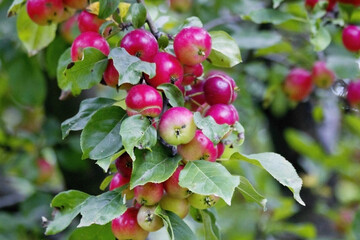 Red apples tree brach. Fresh organic apples tree branch in the orchard. Harvest season concept with red apples on the branch on tree. Autumn - red apples branch with leaves on tree background.