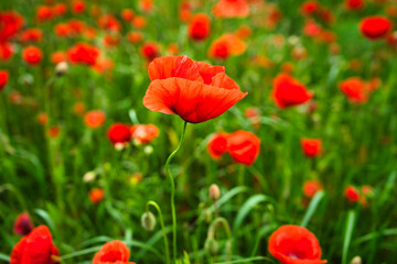 Field of red poppies