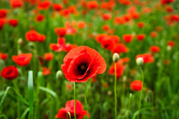 Obraz premium Closeup of red poppy field on the field on countryised