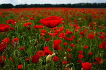 Dreamy red poppy field in the German countryside