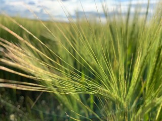 field of wheat