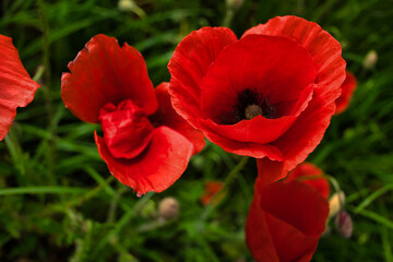 Close-up of red poppy flowers