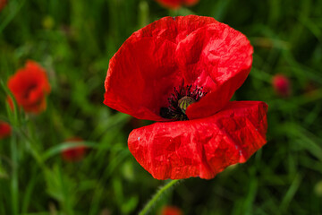 Red poppy on a meadow