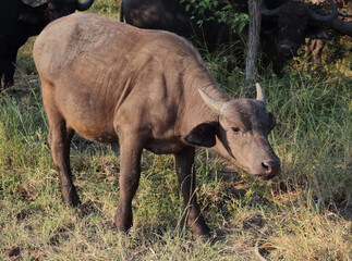 Kaffernbüffel / African buffalo / Syncerus caffer