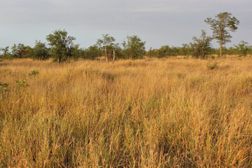 Krüger Park - Afrikanischer Busch / Kruger Park - African bush /