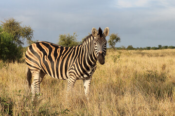 Steppenzebra / Burchell's zebra / Equus quagga burchellii