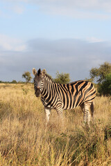 Steppenzebra / Burchell's zebra / Equus quagga burchellii