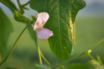 Beautiful blooming long bean (Vigna unguiculata) flowers, long bean vegetables