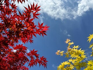 Maple red and yellow leaves against blue sky.