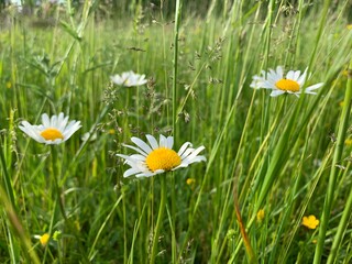 daisies in the grass