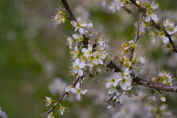Blüten an einer Schlehenhecke / Schlehdorn (lat.: Prunus spinosa) im Frühling - blühender Zweig