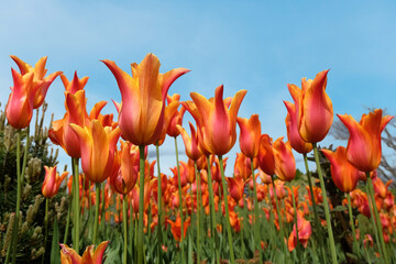 Red and orange lily flowered bi coloured Tulip, tulipa ‘Ballerina’ in flower.