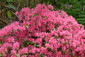 Pink Rhododendron azalea ‘Madame Van Hecke’ in flower.