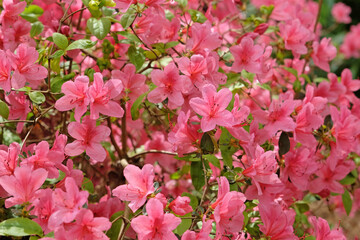 Pink Rhododendron azalea &lsquo;Madame Van Hecke&rsquo; in flower.