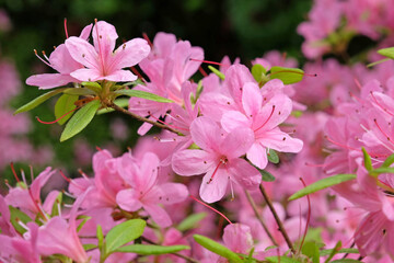 Pink Rhododendron azalea ‘Hinomayo’ in flower.