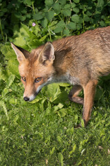 Upright portrait image of a fox