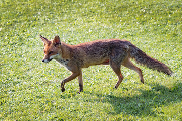 Red Fox on the run