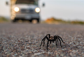 tarantula in the road