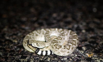 rattlesnake in the road
