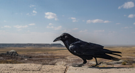 raven walking in the desert