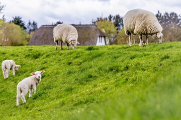 Obraz premium Sharpness on the dike