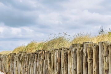 Fototapeta premium Fence made of logs with dune grass