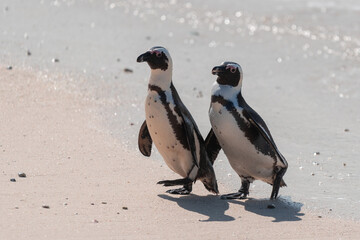 Two African penguins, Spheniscus Demersus, at Boulders Beach in South Africa