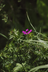 Obraz premium Bumblebee on pink flower