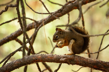squirrel on tree with an acorn looking left
