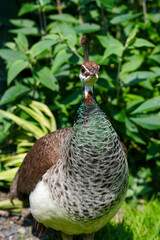 peacock in the park