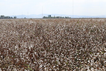 Cotton is a plant fiber that covers cotton seeds;