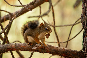 squirrel on a tree with acorn looking right