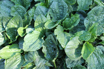 In nature, the plantain is large (Plantago major, Plantago borysthenica) is grows among grasses © orestligetka