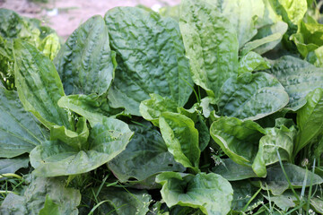 In nature, the plantain is large (Plantago major, Plantago borysthenica) is grows among grasses © orestligetka