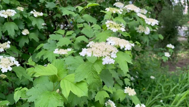 flowering viburnum bush growing in the garden