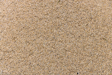 Closeup photo image of golden raw rice show love Vegetarian, Culture life, Health food, environment, Natural food concept. Close up of gold paddy rice grain Pile can use for background and texture.