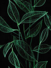 Green color wire frame of leaves, black background