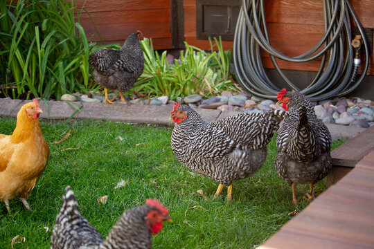 backyard chickens