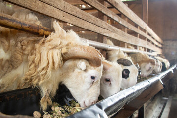 rows of goats in a pen eating from a trough, sacrificial animals for fattening goats
