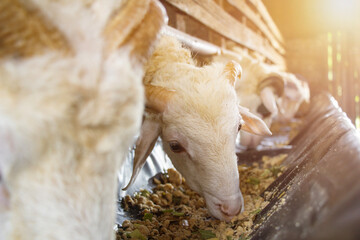 Goats are eating in a pen with optical flare background, goat breeder, suitable for Islamic...