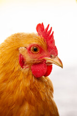 close up of a chicken
