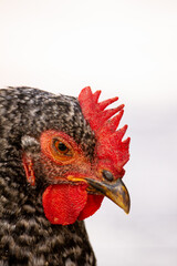 close up of a chicken