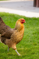 chicken walking in grass