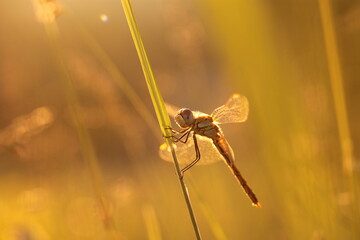 una libellula su un filo d'erba al tramonto in estate