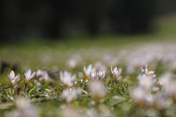 fiori bianchi di croco nell'erba in inverno