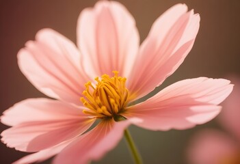 Obraz premium Coreopsis flower closeup Realistic Light understand sun light significantly summer season flower concept