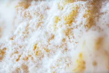 Close-up of Mold on a Lemon