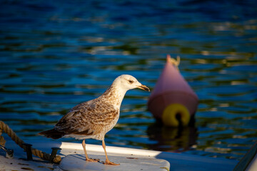 Seagull Standing on Boat Deck in Peaceful Harbor